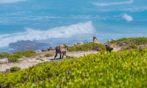 Baboon at the cape of good hope in south africa