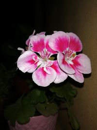 Close-up of pink flower