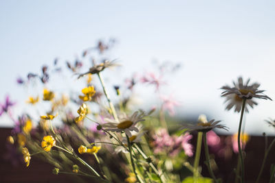 Close-up of yellow flowers blooming in spring