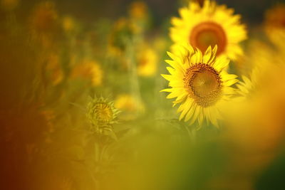 Close-up of yellow dandelion flower