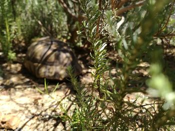 Close-up of plants