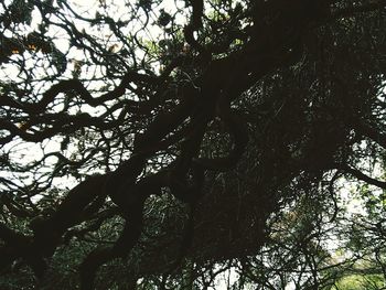 Low angle view of trees in forest against sky