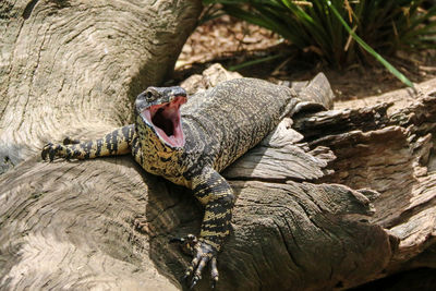 View of lizard lying on log