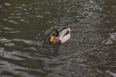 High angle view of duck swimming in lake