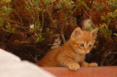 Portrait of kitten relaxing outdoors