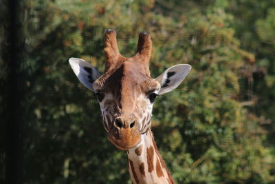 Portrait of giraffe