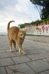 Cat looking away on footpath