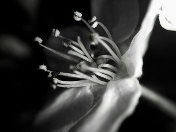 Close-up of flowers blooming outdoors