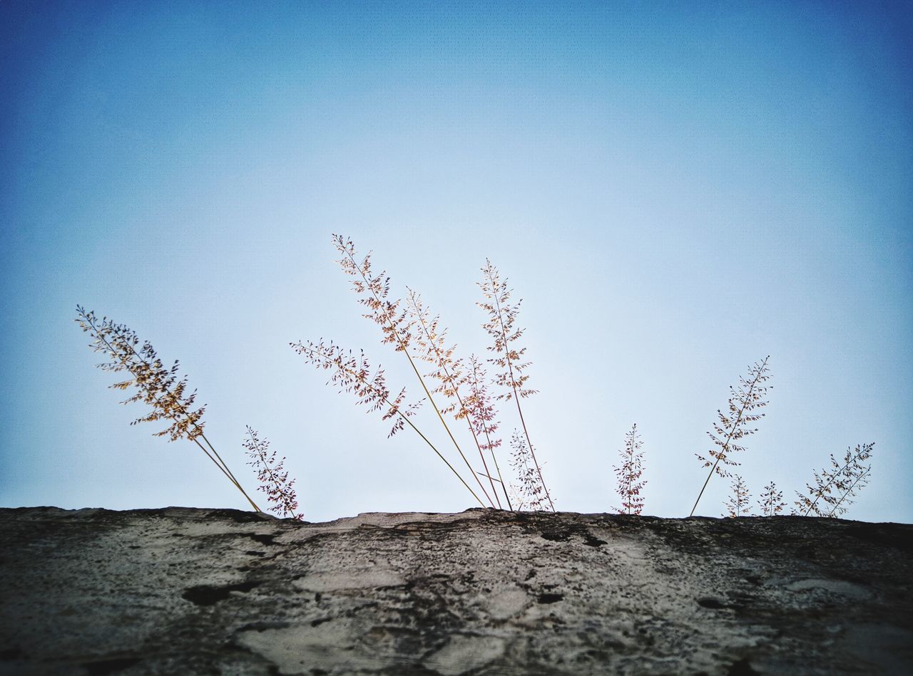 LOW ANGLE VIEW OF PLANTS AGAINST CLEAR SKY