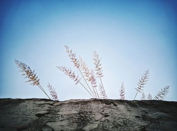 Low angle view of plant against clear blue sky