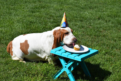 Dog on grassy field in party hat 