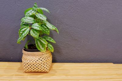 Close-up of potted plant on table against wall