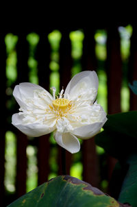 Close-up of white flowers