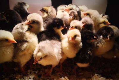 Close-up of ducklings on floor