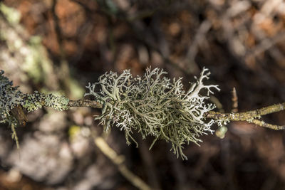 Close-up of frozen plant