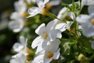 Close-up of white flowers