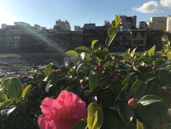 Close-up of flowers blooming in city