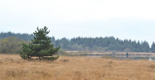 Trees on field against sky