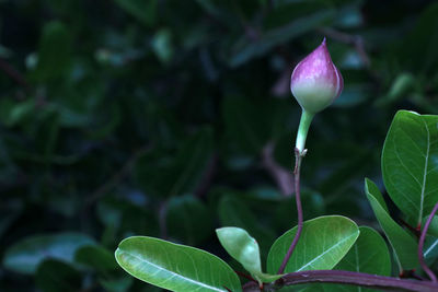 Close-up of purple flowering plant