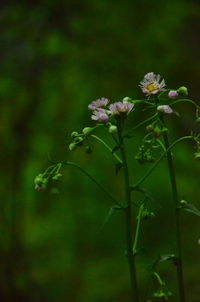 Close-up of flowering plant