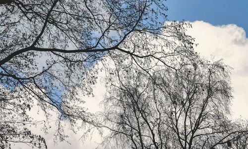 Low angle view of bare tree against sky