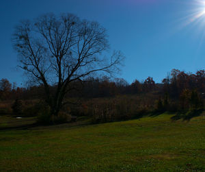 Bare tree on field against clear sky