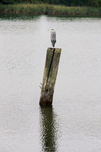 Bird in water