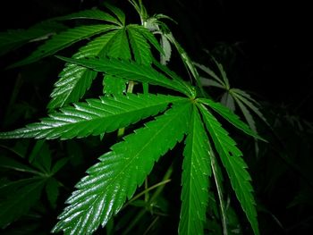 Close-up of green plant at night