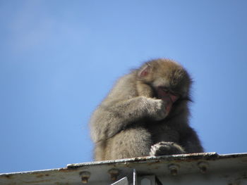 Low angle view of monkey on rock against clear blue sky