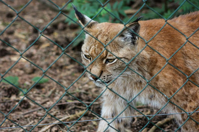 Close-up of a cat behind fence