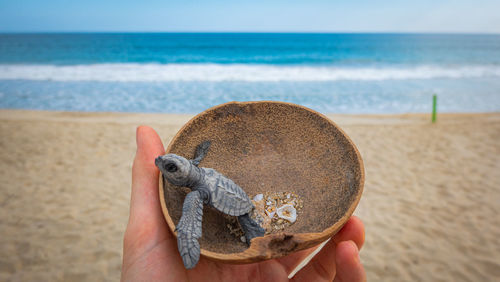 Midsection of person holding a beach