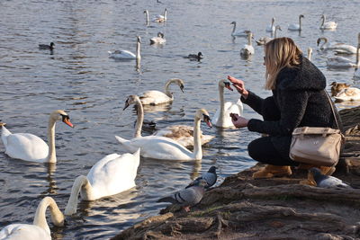 Woman feeding swans at lakeshore