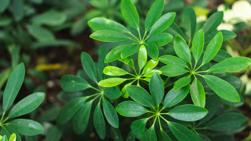 Close-up of green leaves