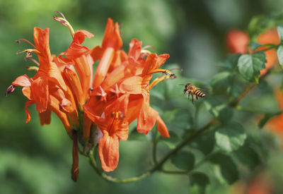 Close-up of flying honey bee on orange flower