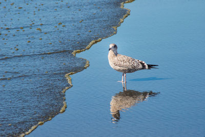 Close-up of bird perching on lake