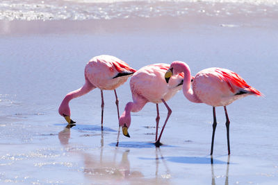 View of birds on the beach