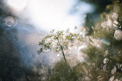 Close-up of flowering plant against blurred background