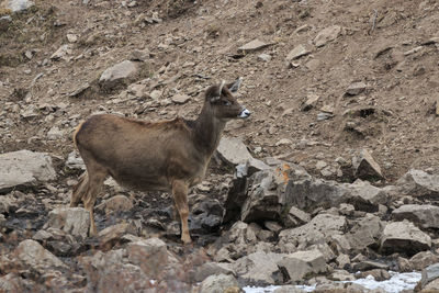 Deer standing on field