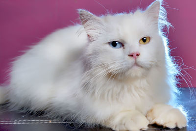 Close-up portrait of cat