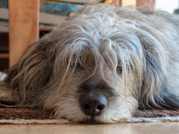 Close-up portrait of a dog