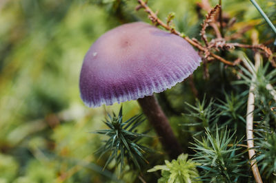 Close-up of mushroom growing on field