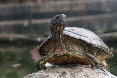 Close-up of turtle