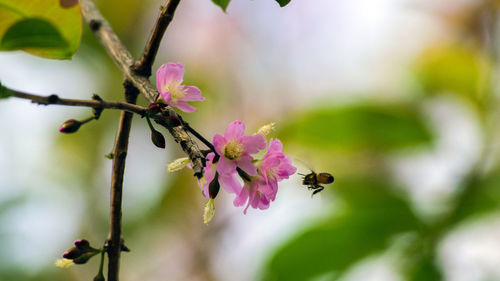 Close-up of bee pollinating on pink flower