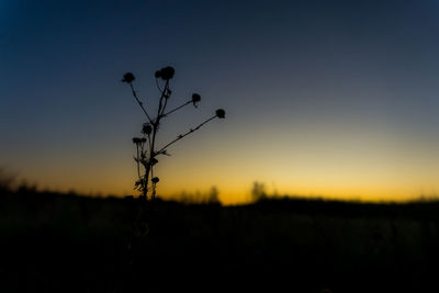 Silhouette plants on field against sky during sunset