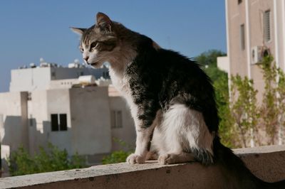 Stray cat sitting on retaining wall in city