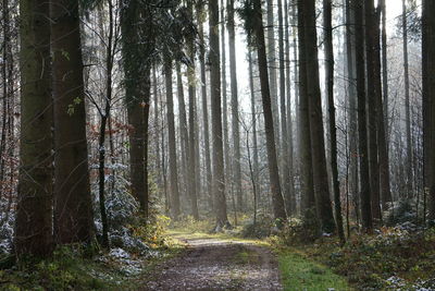 Trail amidst trees in forest