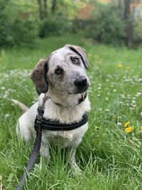 Dog looking away on field