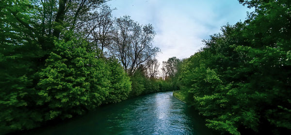 Scenic view of river amidst trees in forest against sky