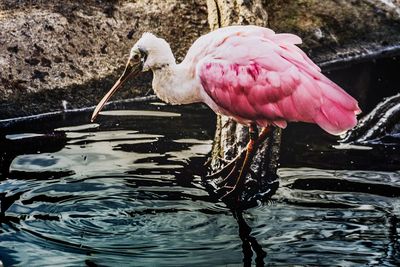 View of bird in lake