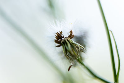 Close-up of white flower plant